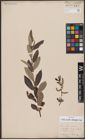 Foto von Salix aurita L. x Salix eleagnos Scop.